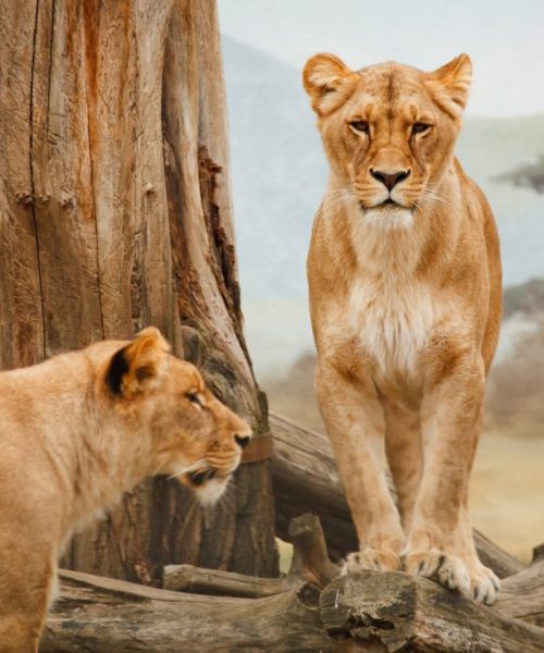 africa animal big carnivore 41178 1024x682.jpeg