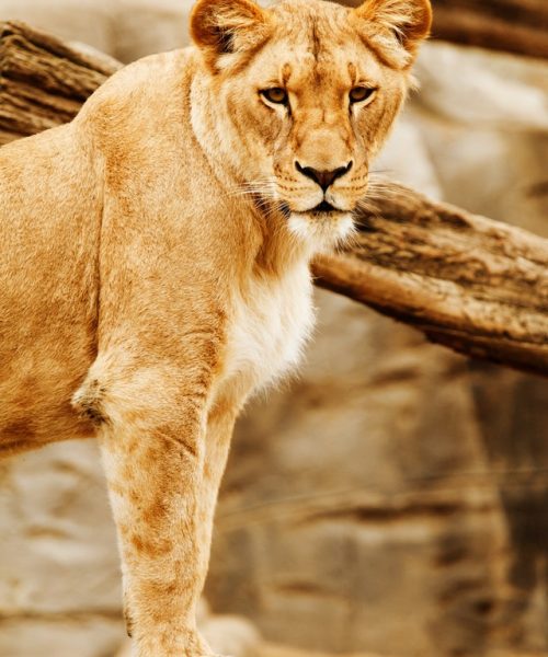 africa animal big carnivore 41182.jpeg