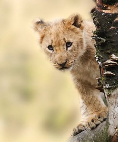 lion animal nature predator 40835.jpeg