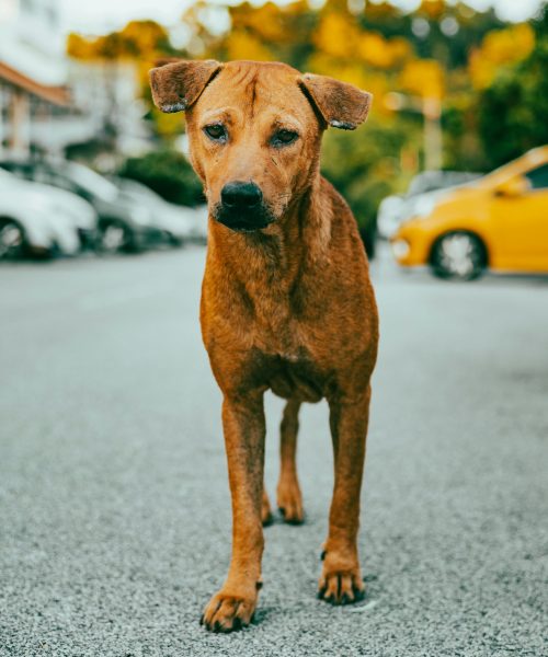 photo 1629555256341 09e5e9871647